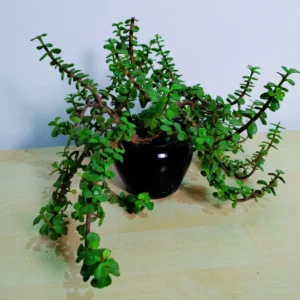 Jade Plant in Black Ceramic Pot