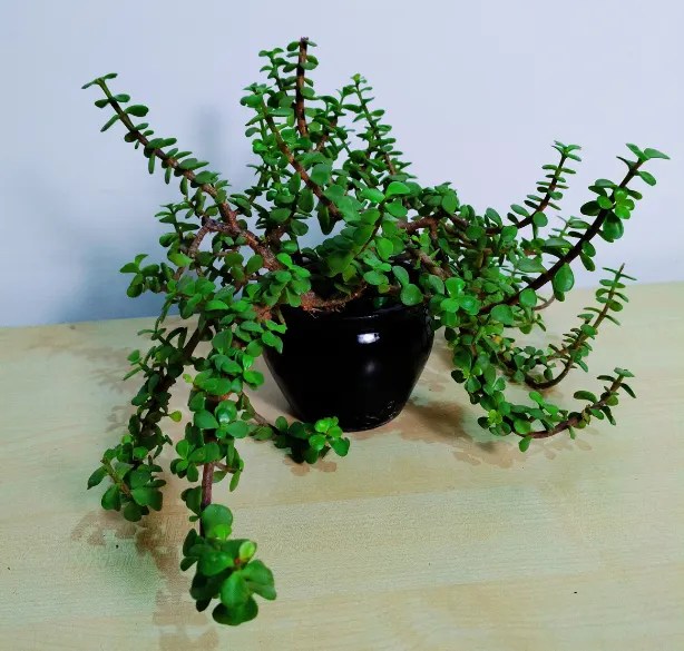 Jade Plant in Black Ceramic Pot