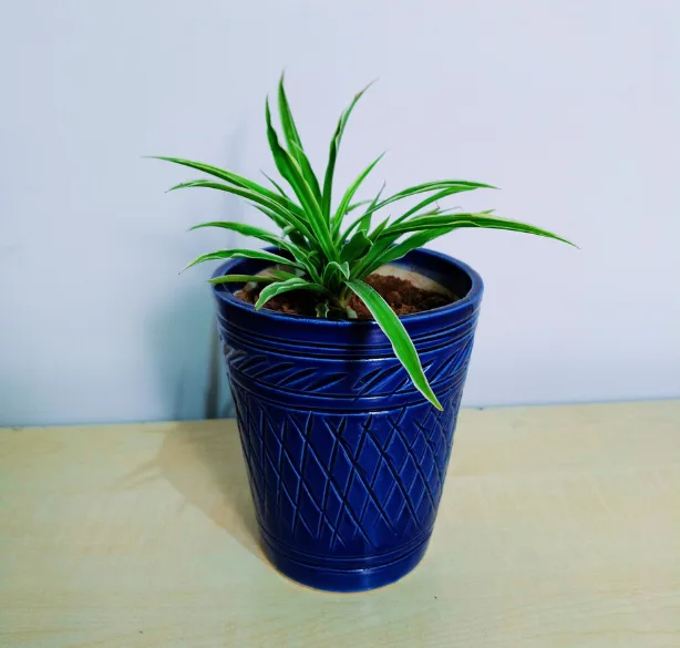 Spider Plant in Blue Ceramic Pot
