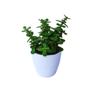 Jade Plant in White Ceramic Pot