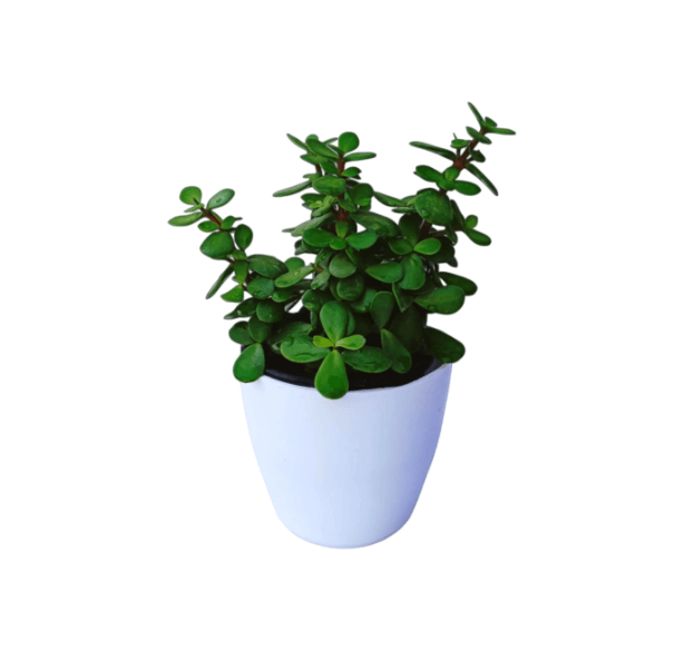 Jade Plant in White Ceramic Pot