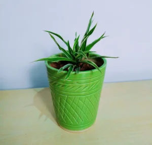 Spider Plant in Green Ceramic Pot