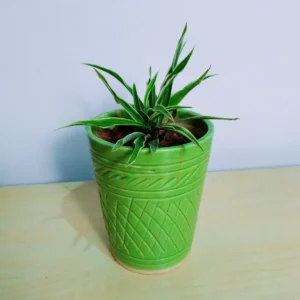 Spider Plant in Green Ceramic Pot