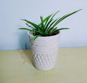 Spider Plant in White Ceramic Pot