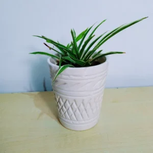 Spider Plant in White Ceramic Pot
